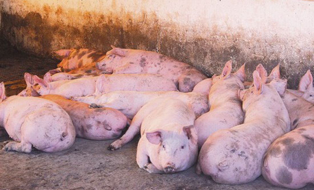 Sagarpa Cerdos Libres Del Mal De Aujeszky Querétaro 2773