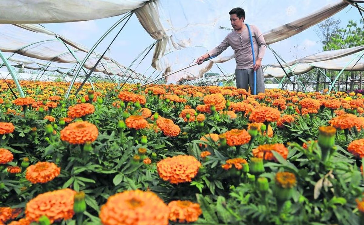 Esta planta milenaria contiene el ADN del pueblo mexicano (fotos